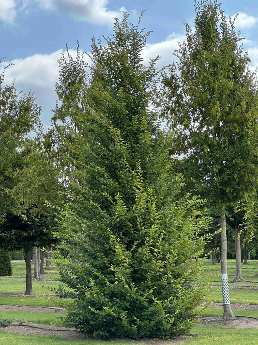 CB TOPIARY #141