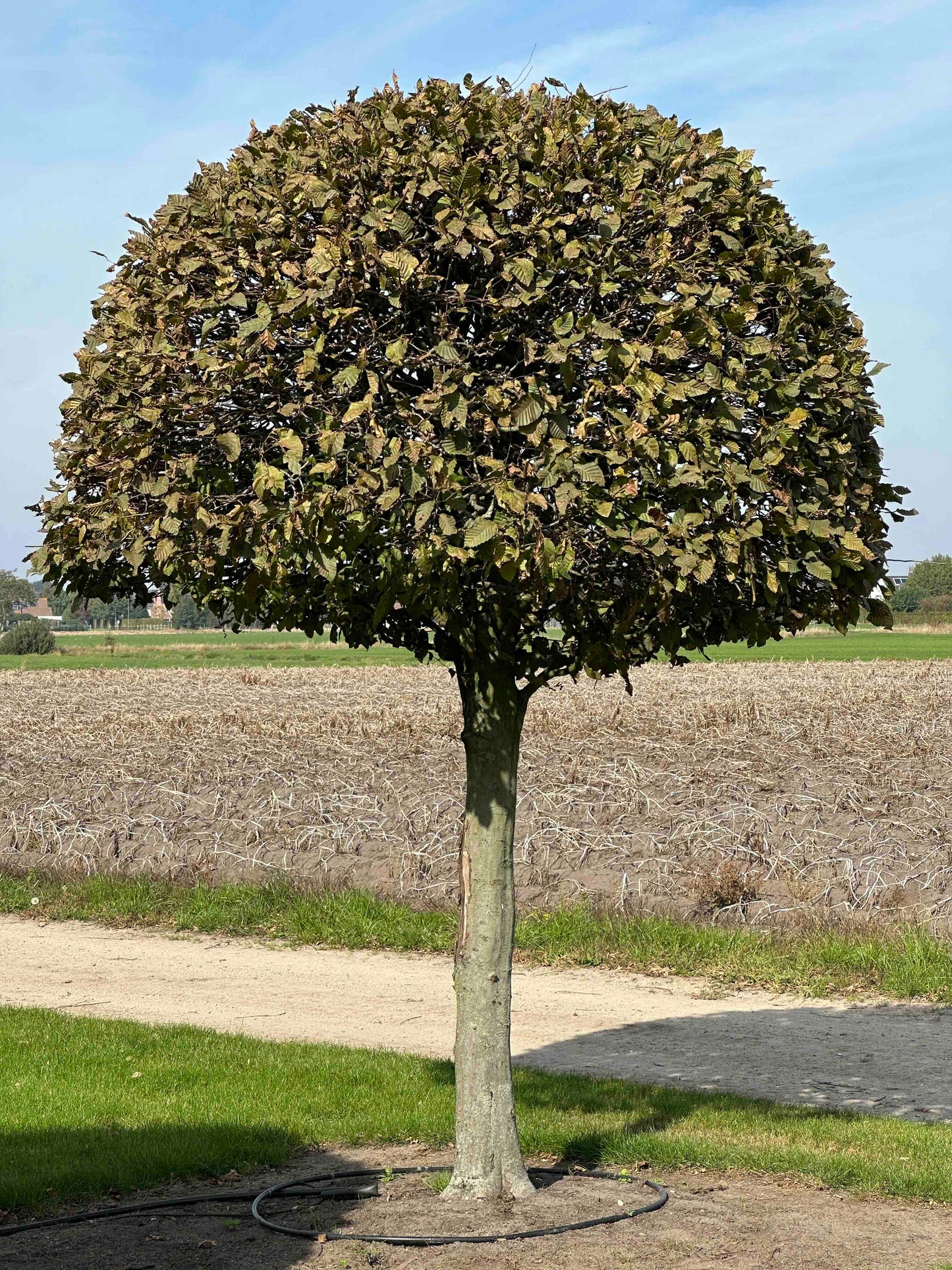 CB TOPIARY #142