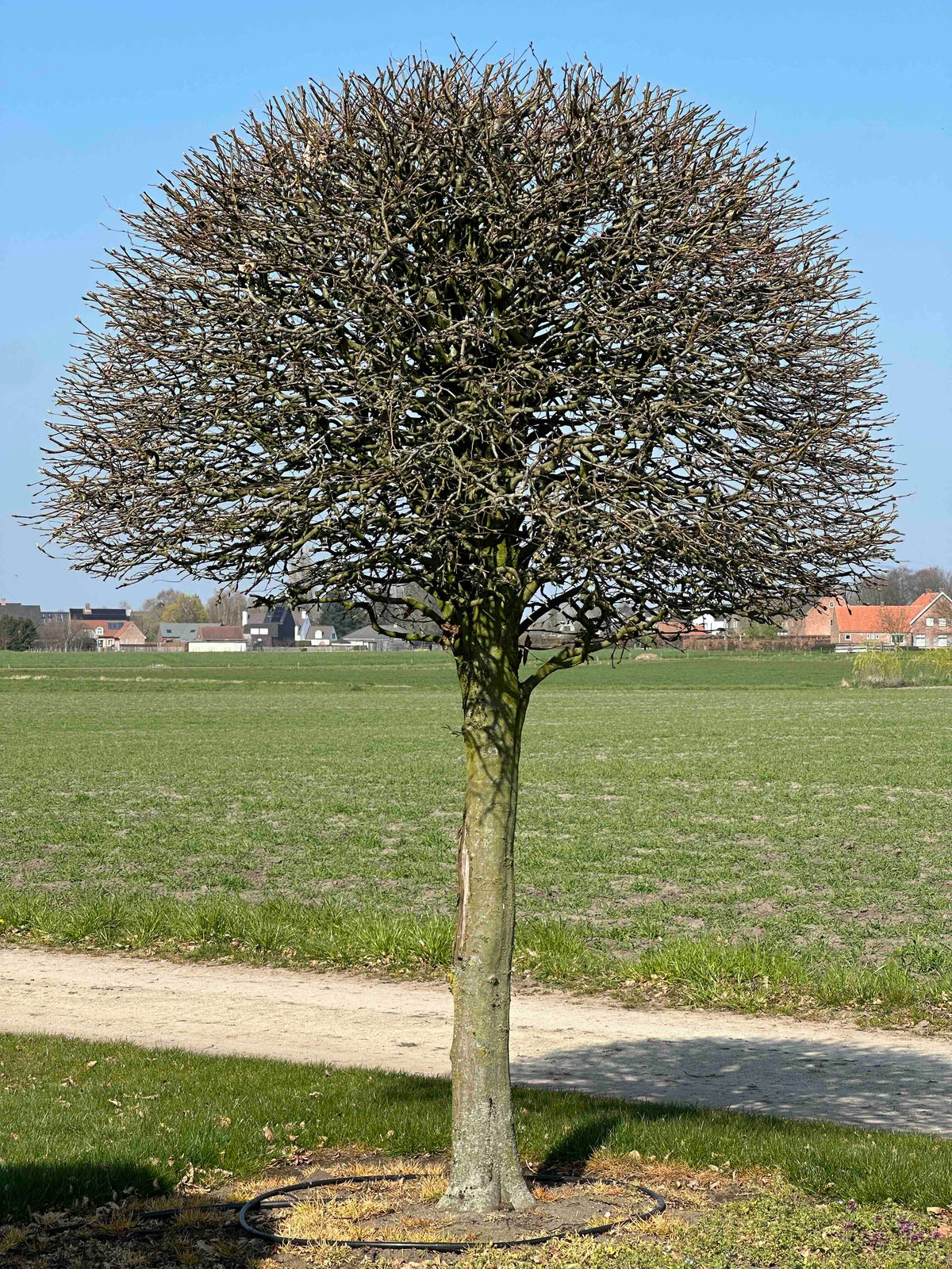 CB TOPIARY #142