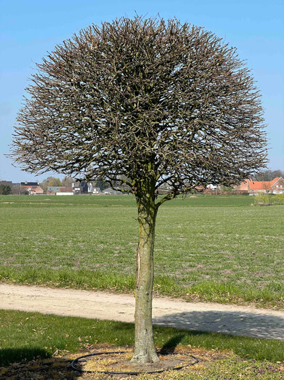 CB TOPIARY #142