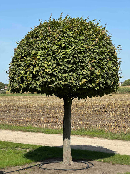 CB TOPIARY #142