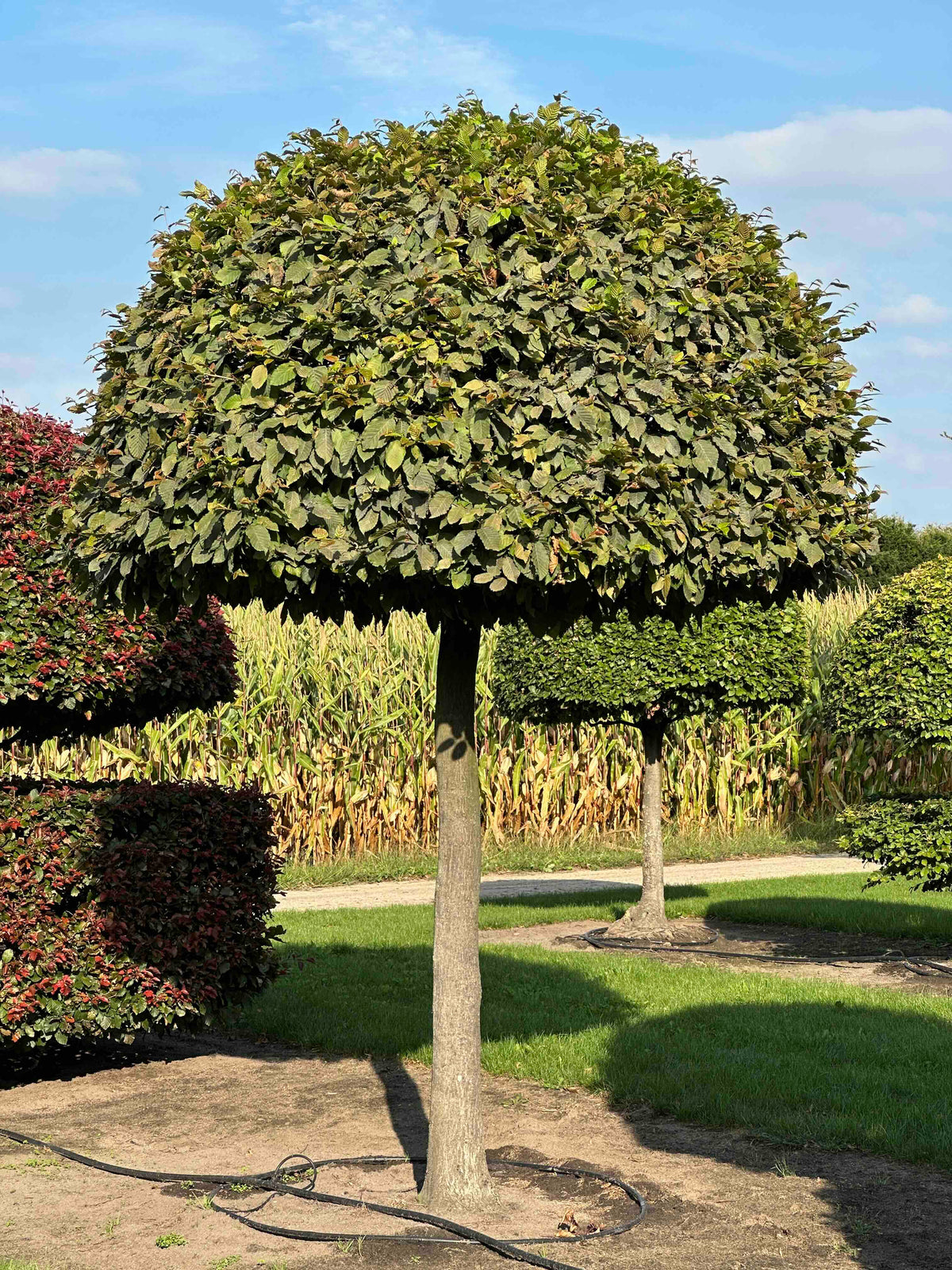 CB TOPIARY #143