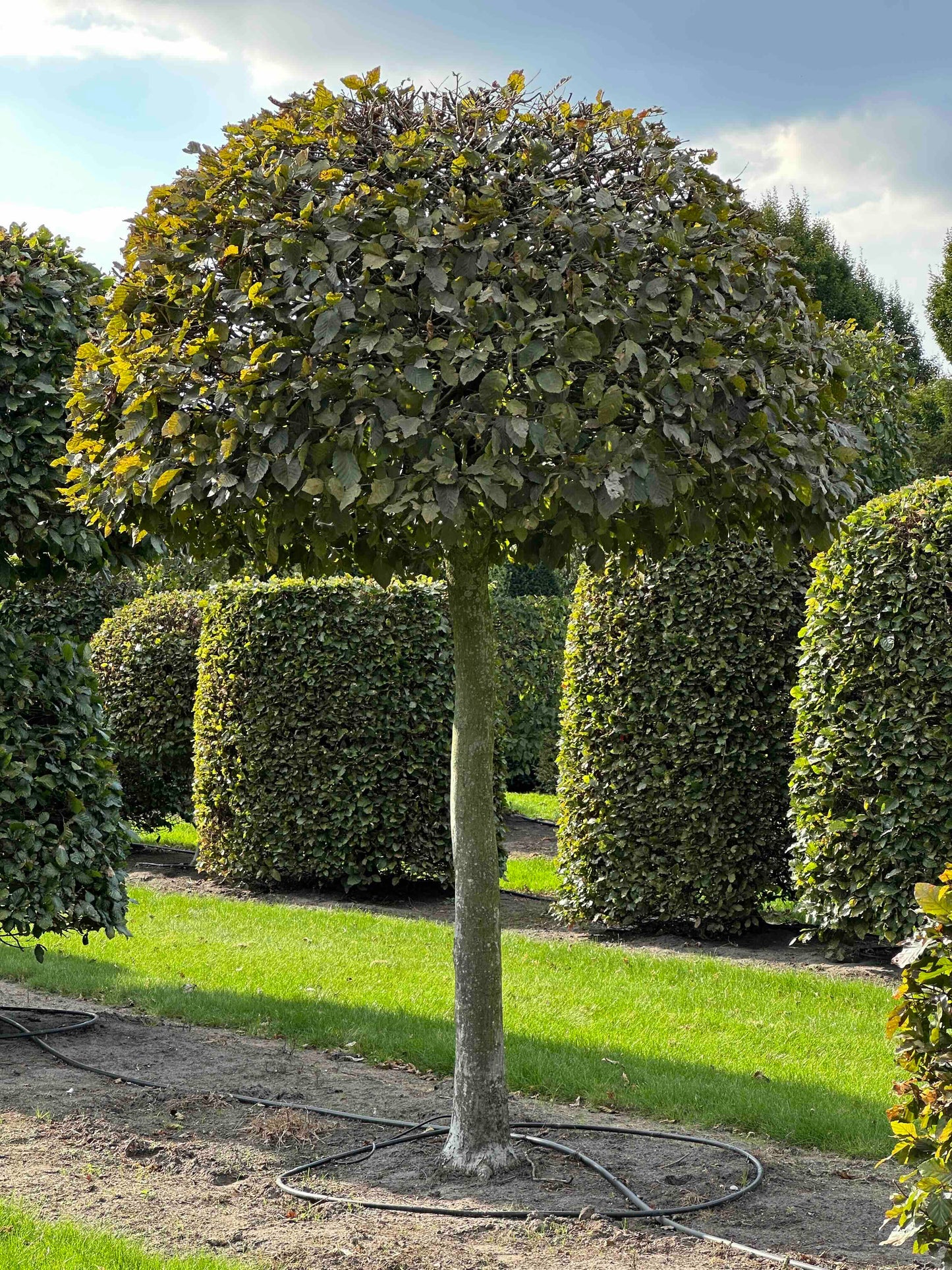 CB TOPIARY #143