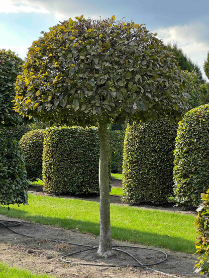 CB TOPIARY #143