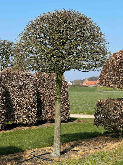 CB TOPIARY #143