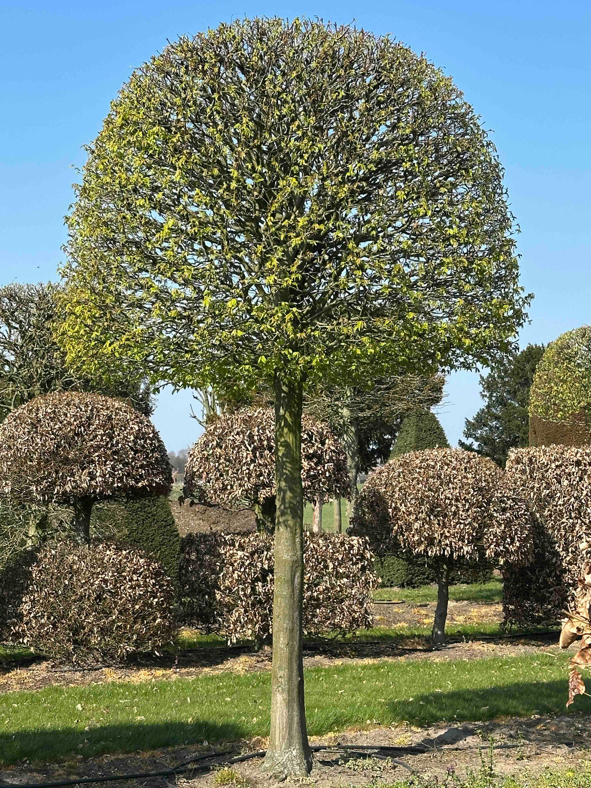 CB TOPIARY #145