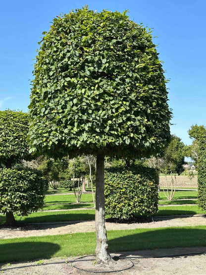 CB TOPIARY #144