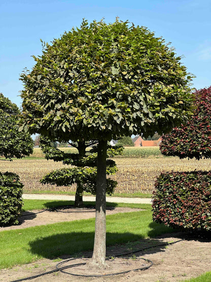 CB TOPIARY #143
