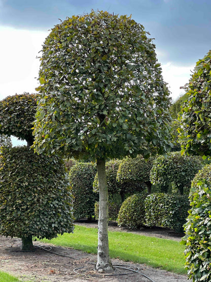 CB TOPIARY #144