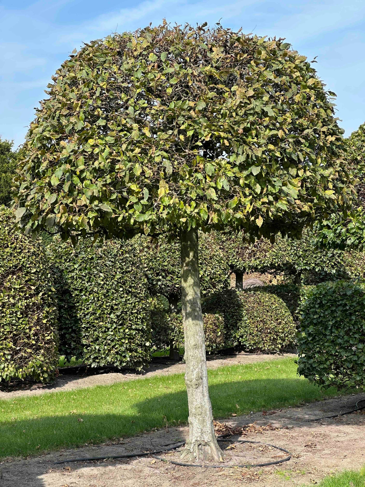 CB TOPIARY #145