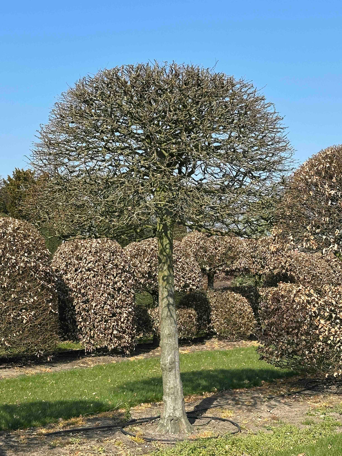 CB TOPIARY #146
