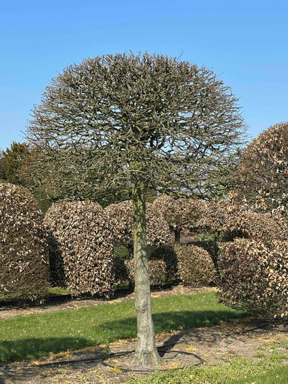 CB TOPIARY #146