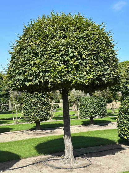 CB TOPIARY #146