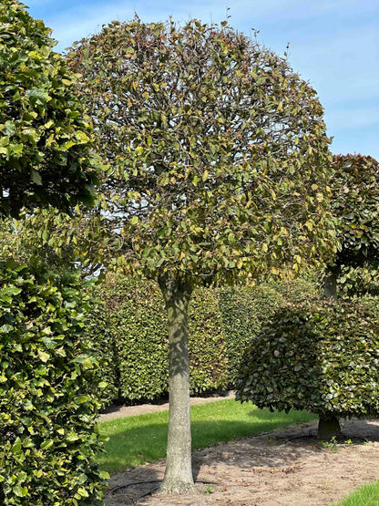 CB TOPIARY #147