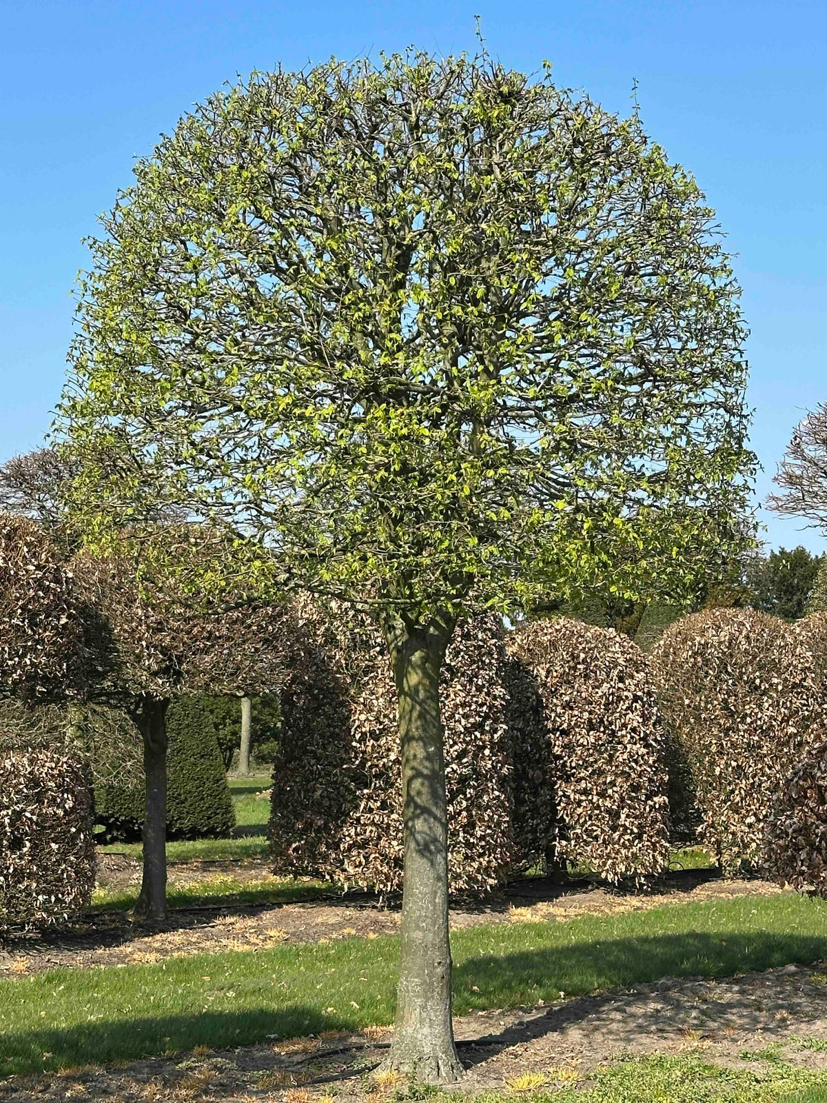 CB TOPIARY #147