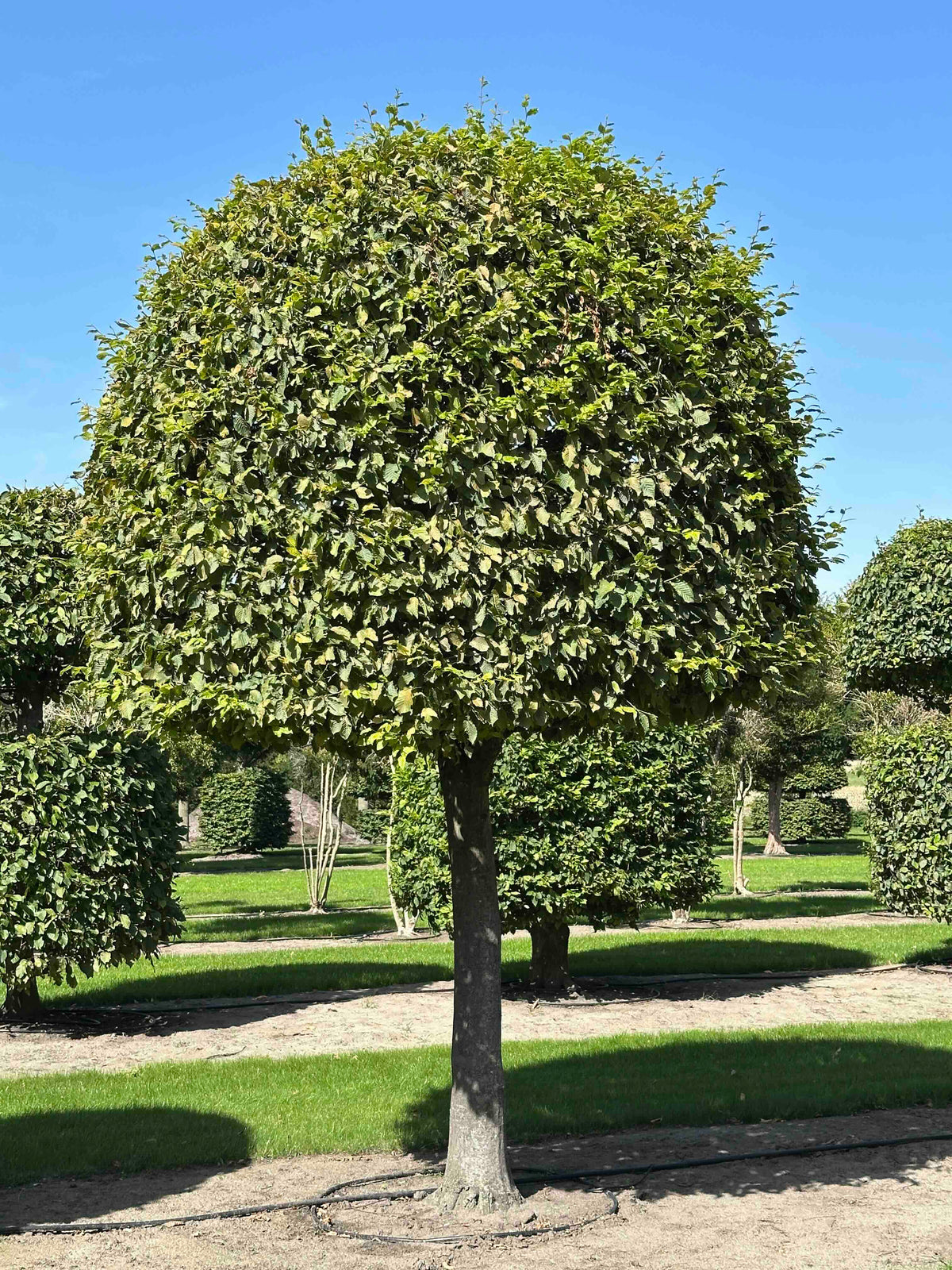 CB TOPIARY #147