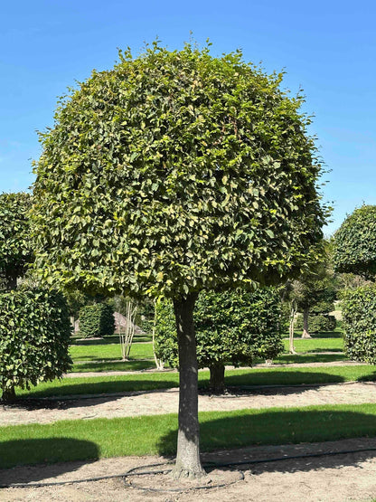 CB TOPIARY #147