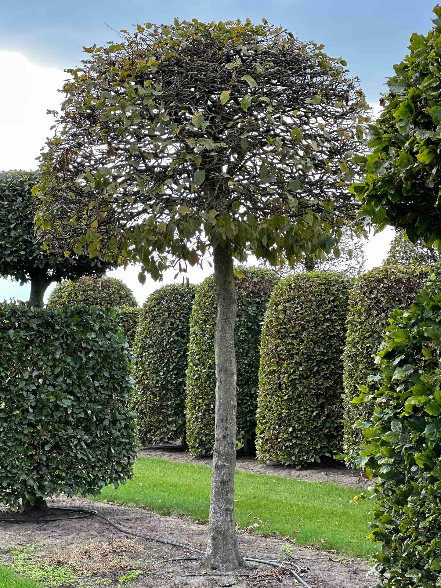 CB TOPIARY #148