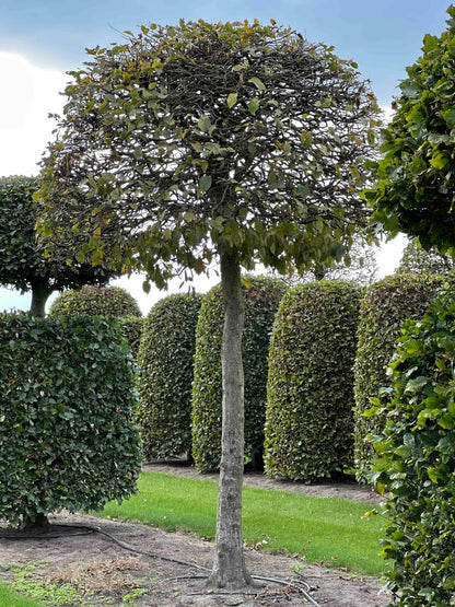 CB TOPIARY #148