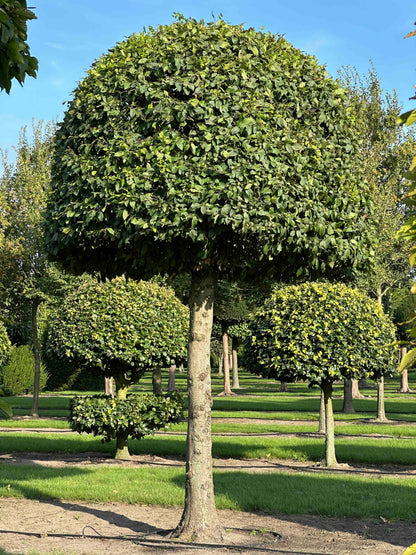 CB TOPIARY #149