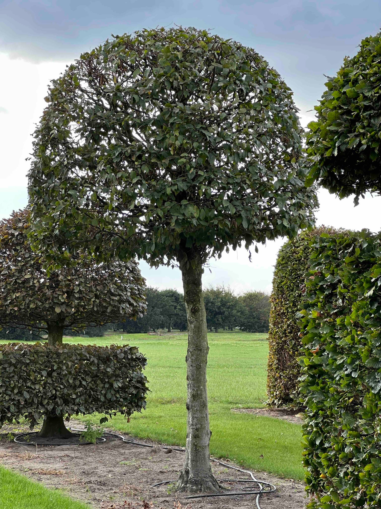 CB TOPIARY #149