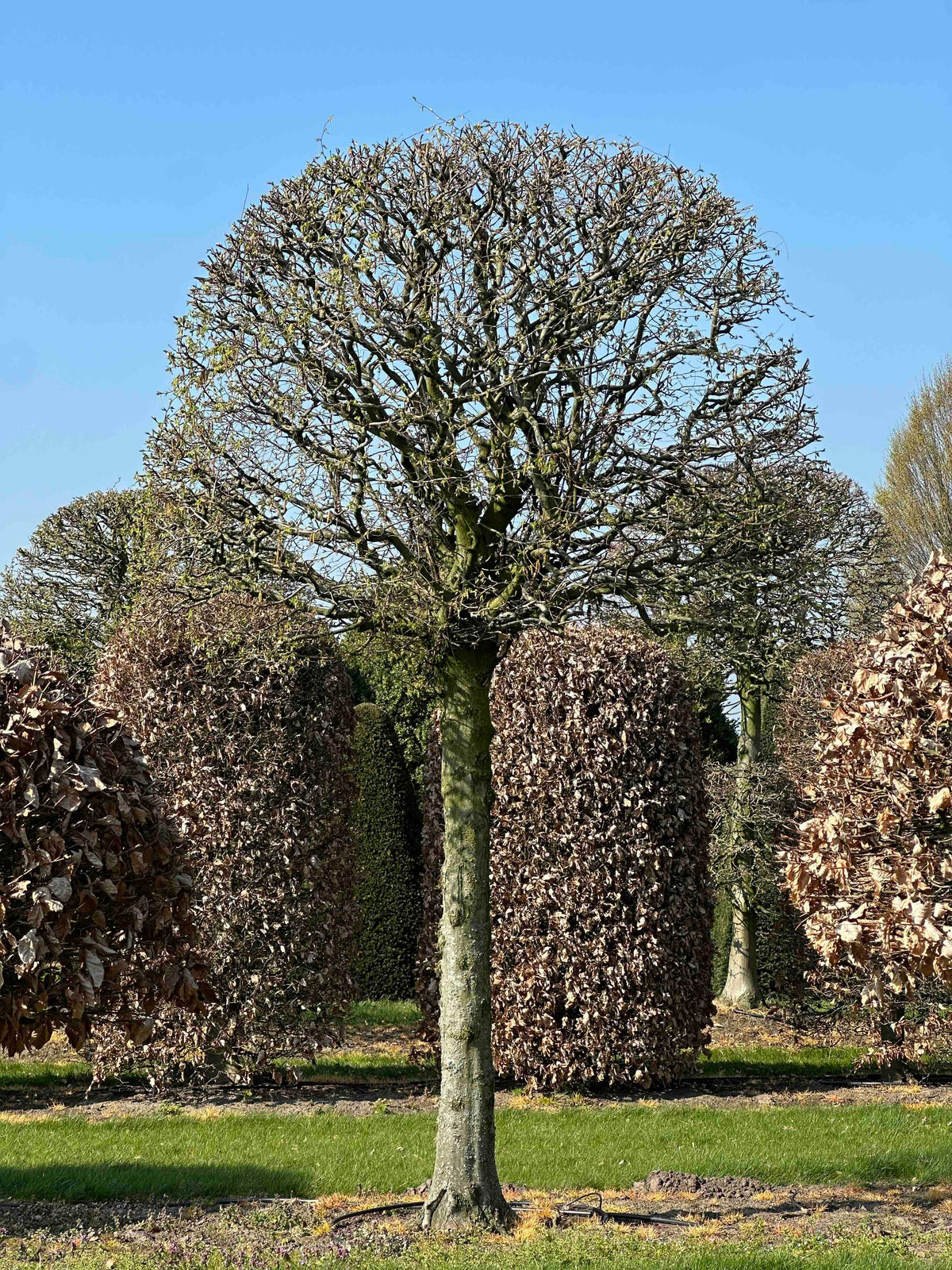 CB TOPIARY #149