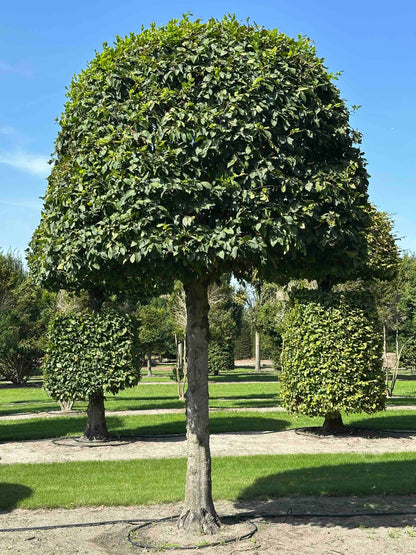 CB TOPIARY #149