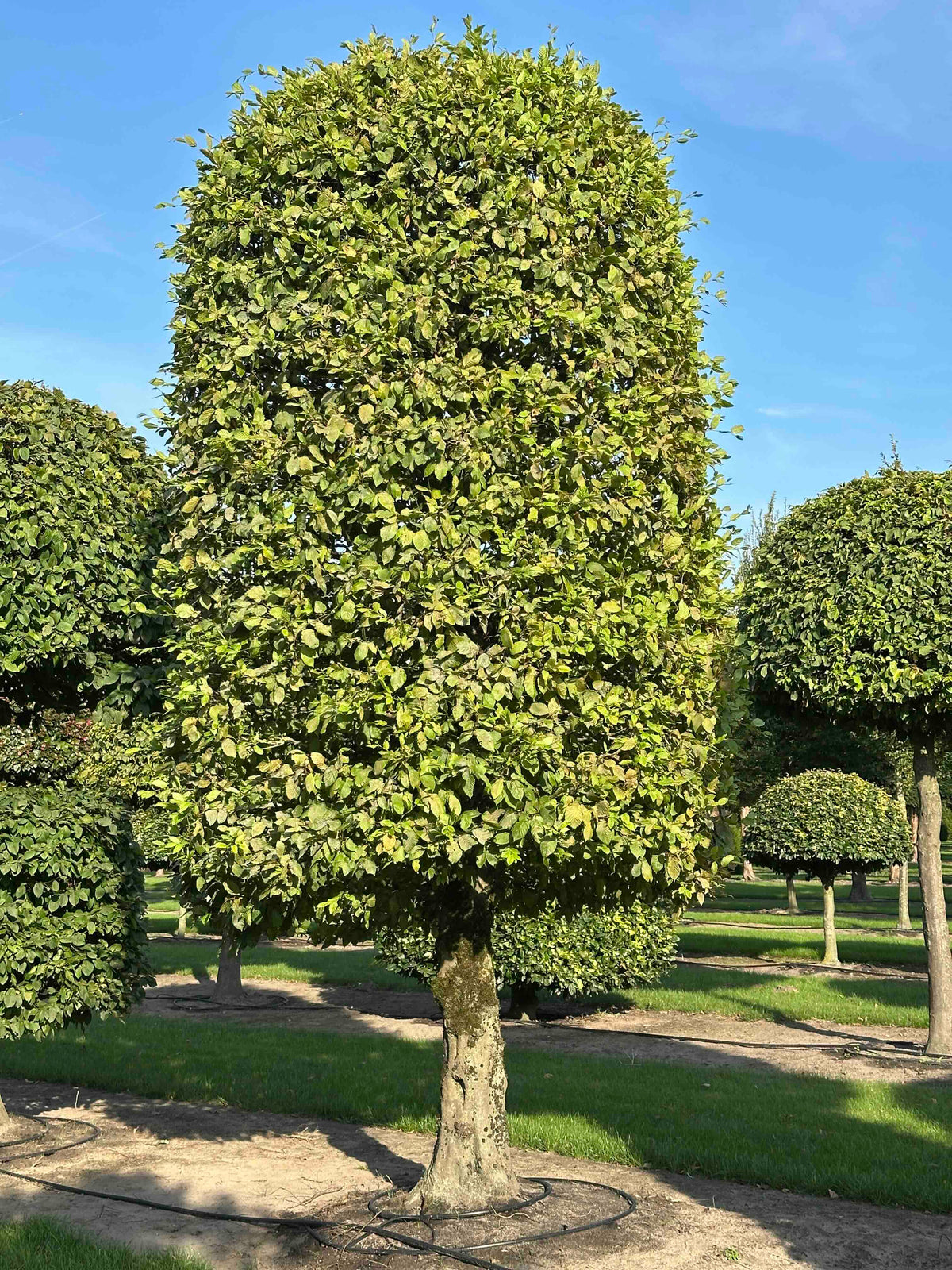CB TOPIARY #151