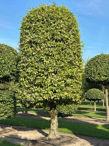 CB TOPIARY #151
