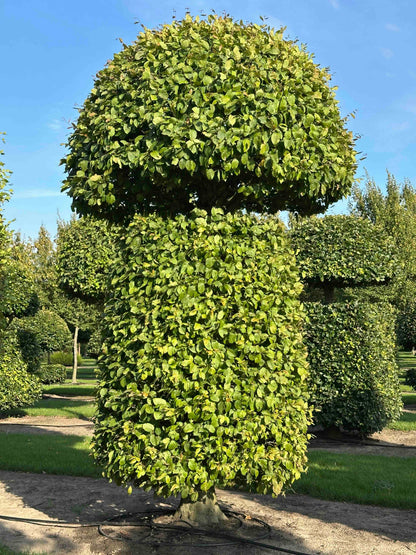 CB TOPIARY #152