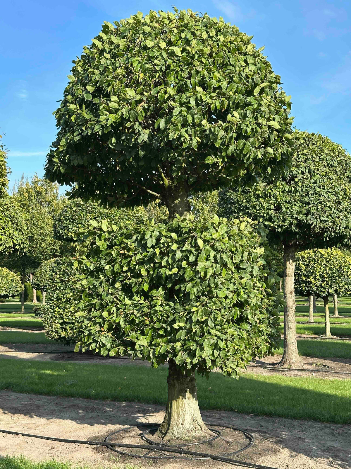 CB TOPIARY #153