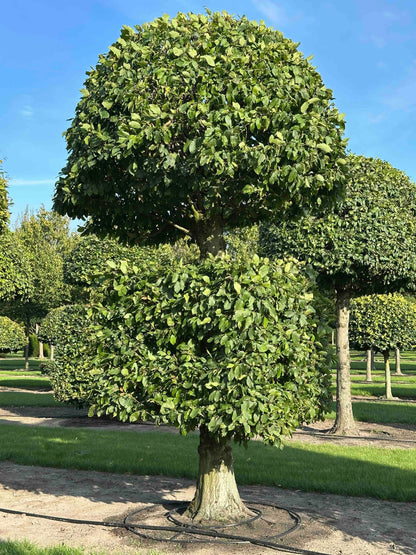 CB TOPIARY #153