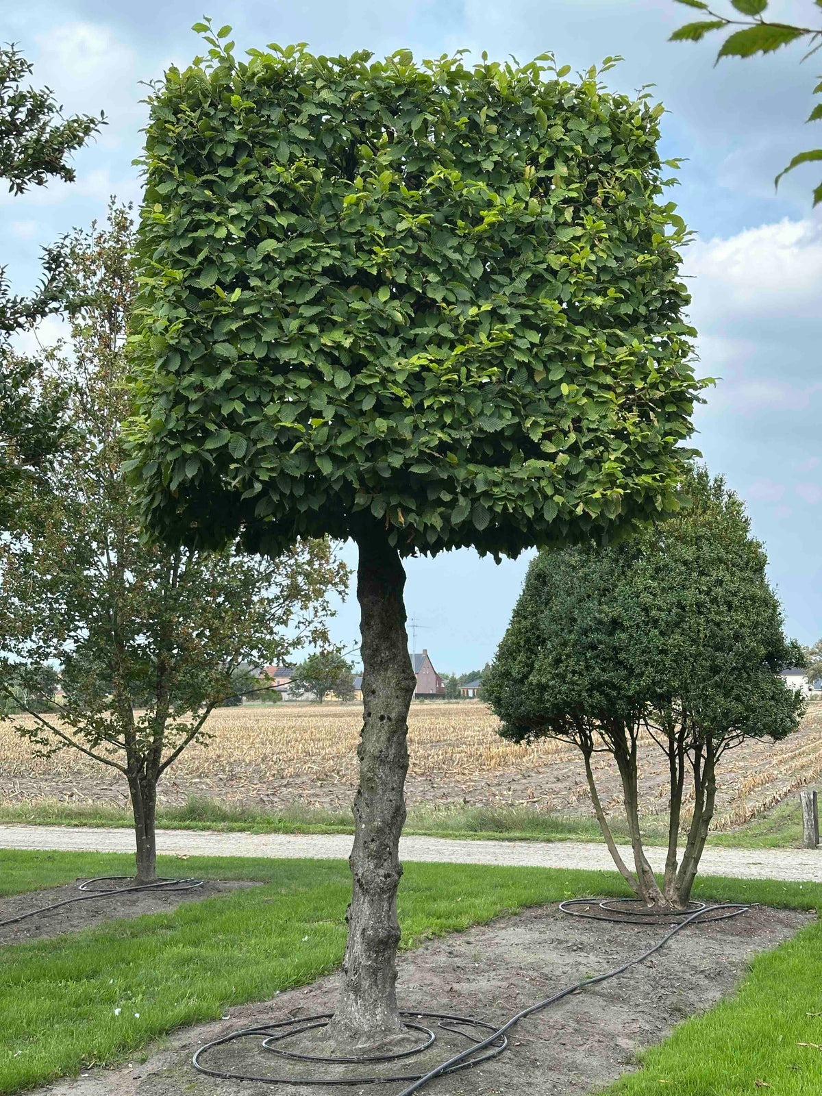 CB TOPIARY #154