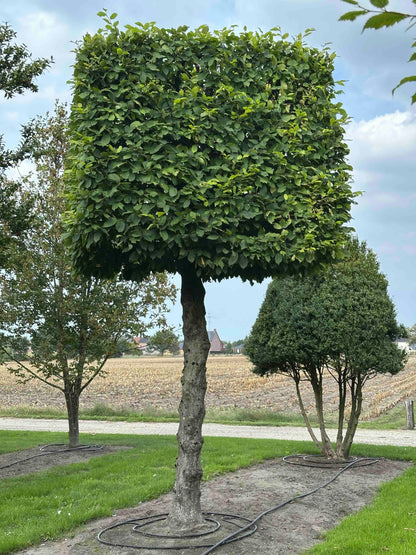 CB TOPIARY #154