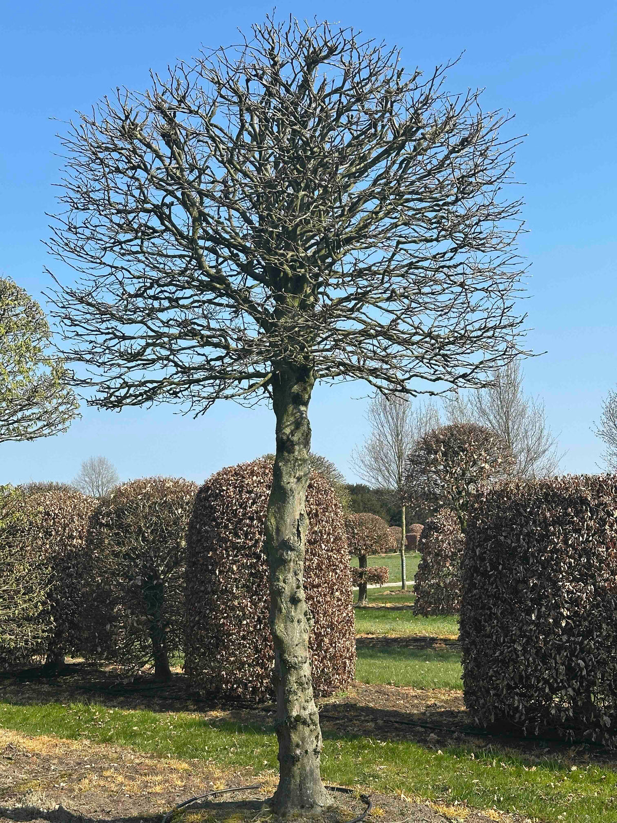 CB TOPIARY #154