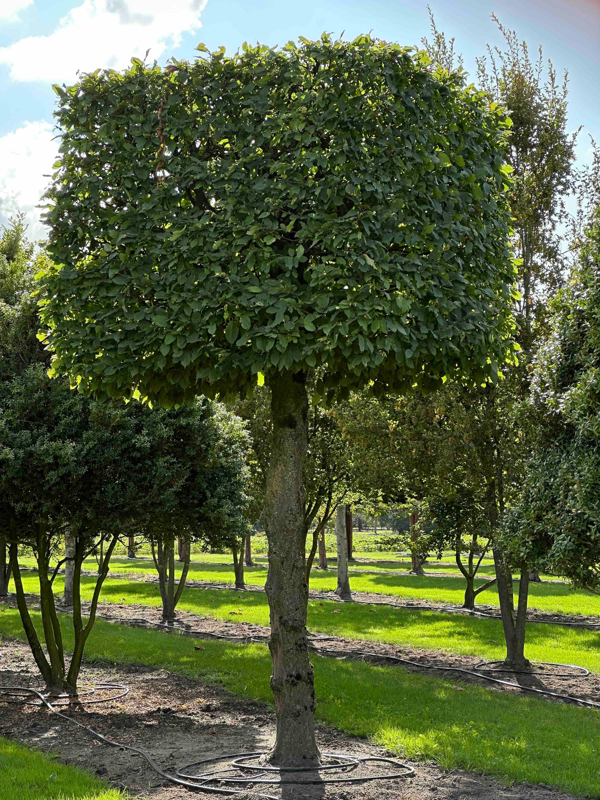 CB TOPIARY #154