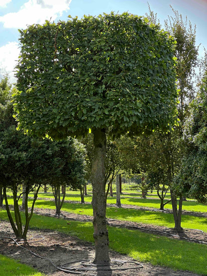 CB TOPIARY #154