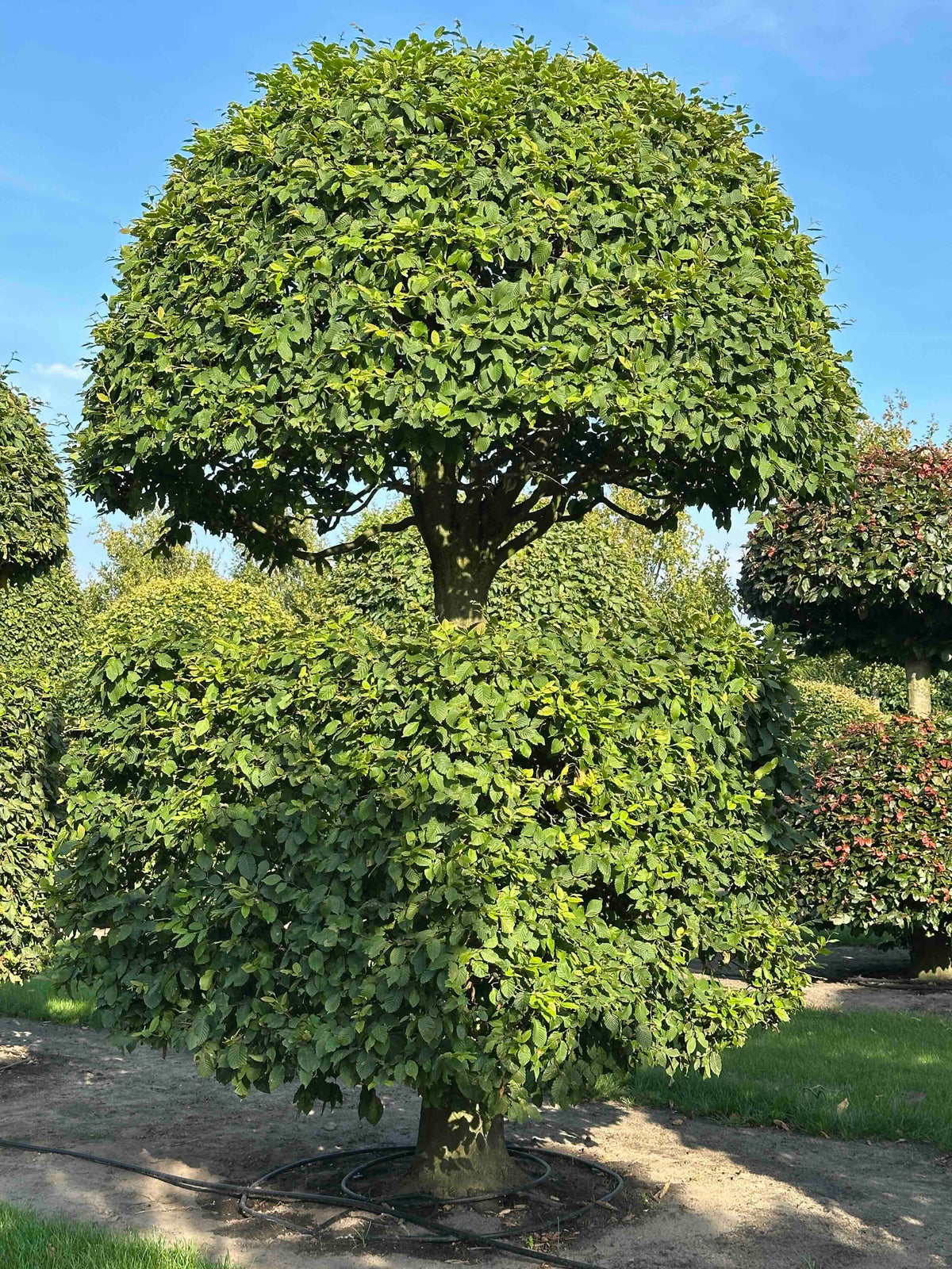 CB TOPIARY #155