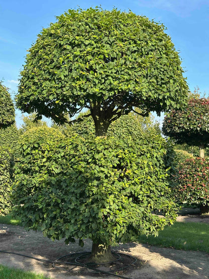 CB TOPIARY #155