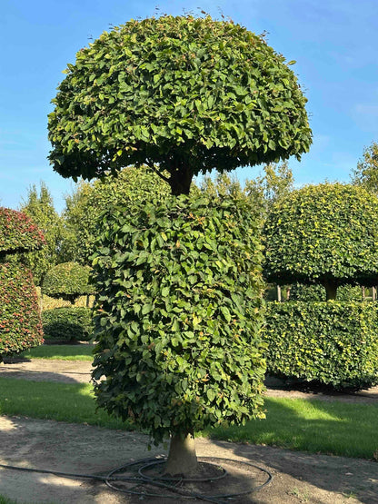 CB TOPIARY #156