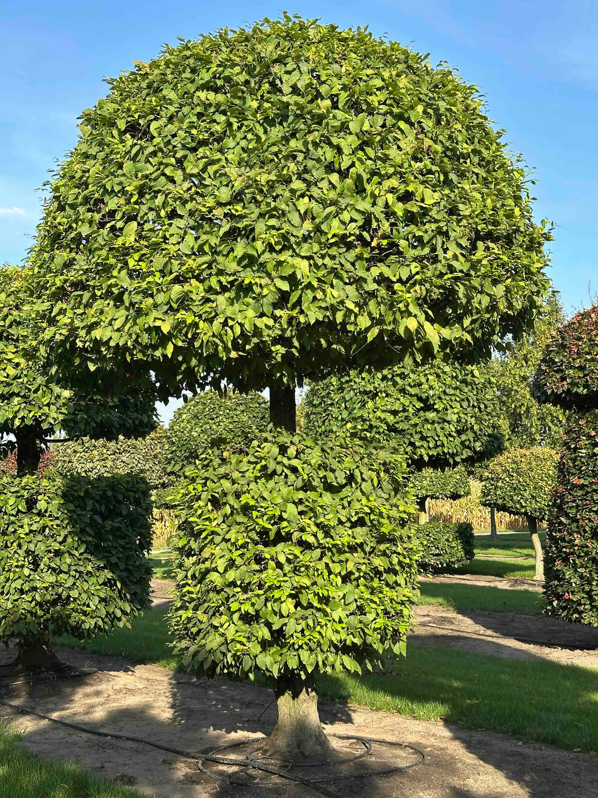 CB TOPIARY #157