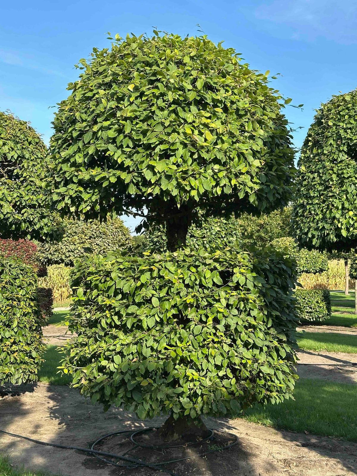 CB TOPIARY #159