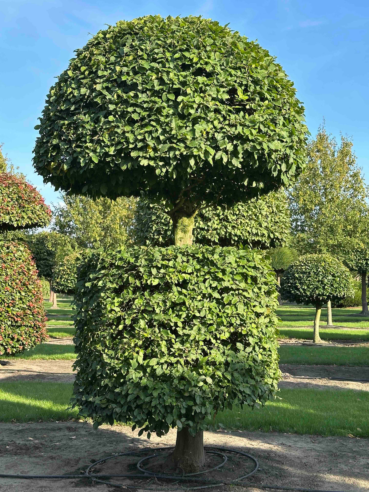 CB TOPIARY #161