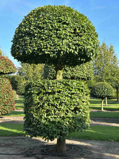 CB TOPIARY #161