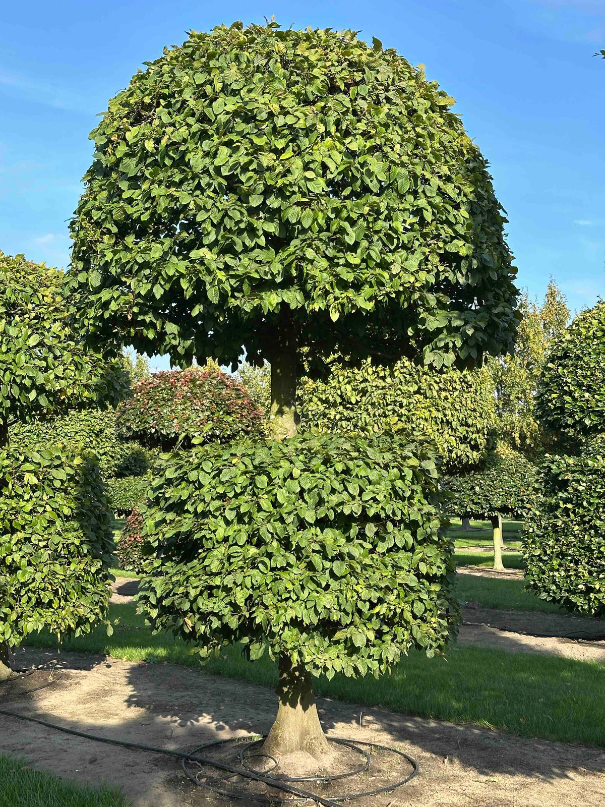 CB TOPIARY #162