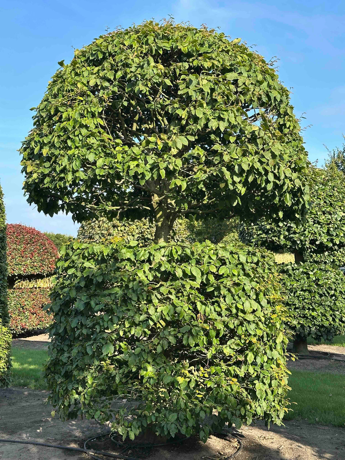 CB TOPIARY #163