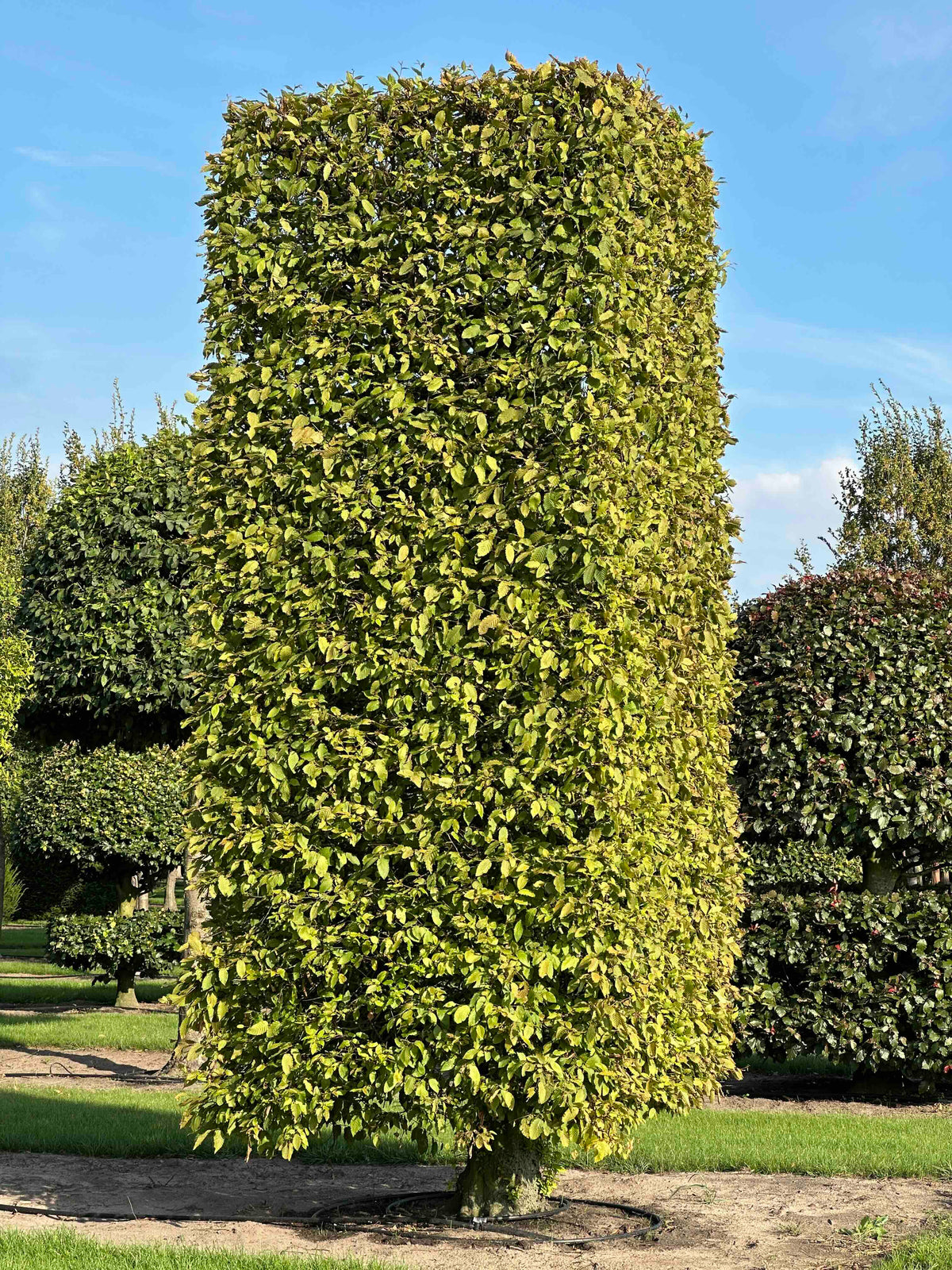 CB TOPIARY #164
