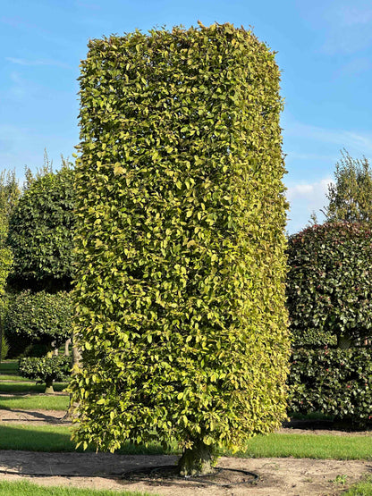 CB TOPIARY #164