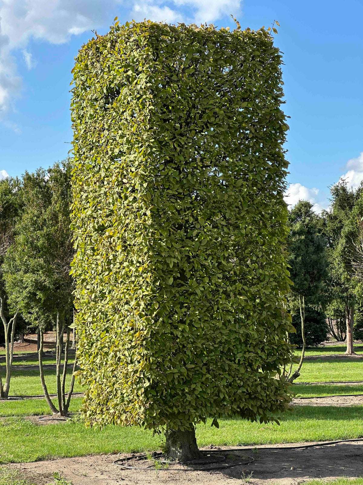 CB TOPIARY #164