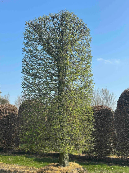CB TOPIARY #164